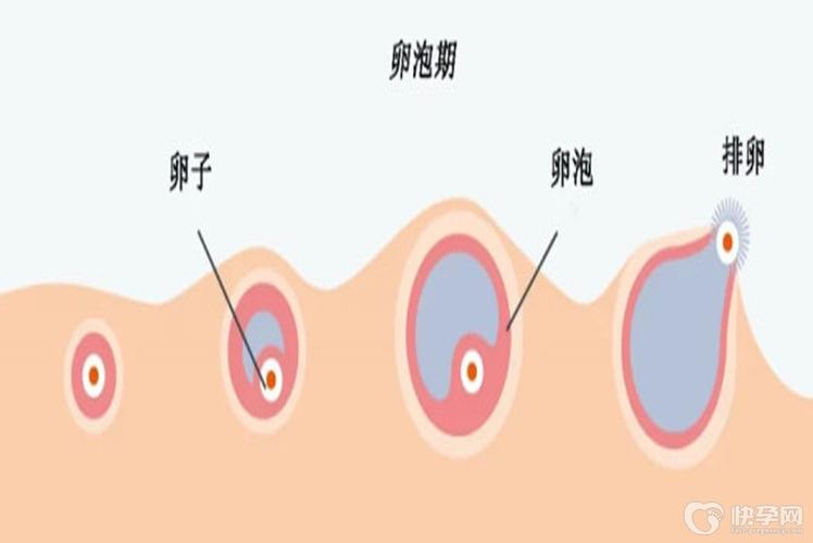 北京试管供卵孩子-北京试管供卵孩子:新生命的奇迹